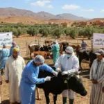إطلاق حملة تلقيح وترقيم الأبقار ضد مرض الحمى القلاعية
