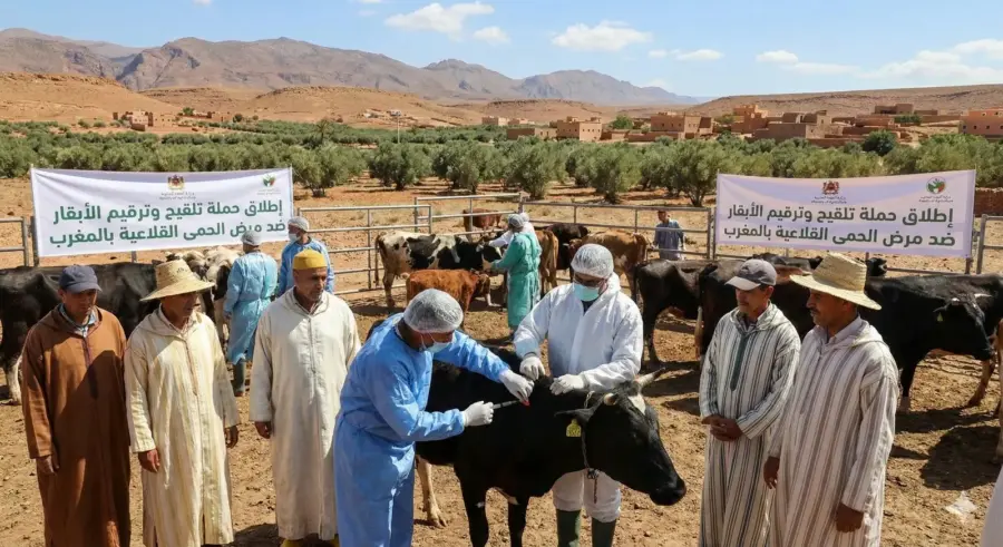إطلاق حملة تلقيح وترقيم الأبقار ضد مرض الحمى القلاعية