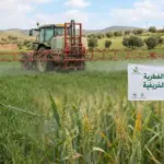 مكافحة الأمراض الفطرية في زراعة الحبوب الخريفية